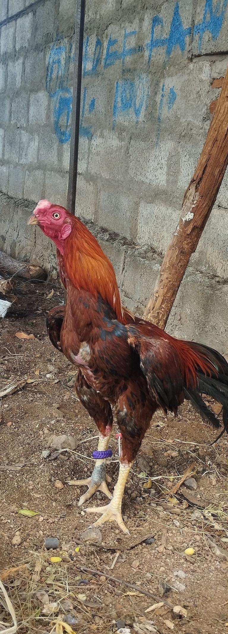 கத்தி கால் செவலை