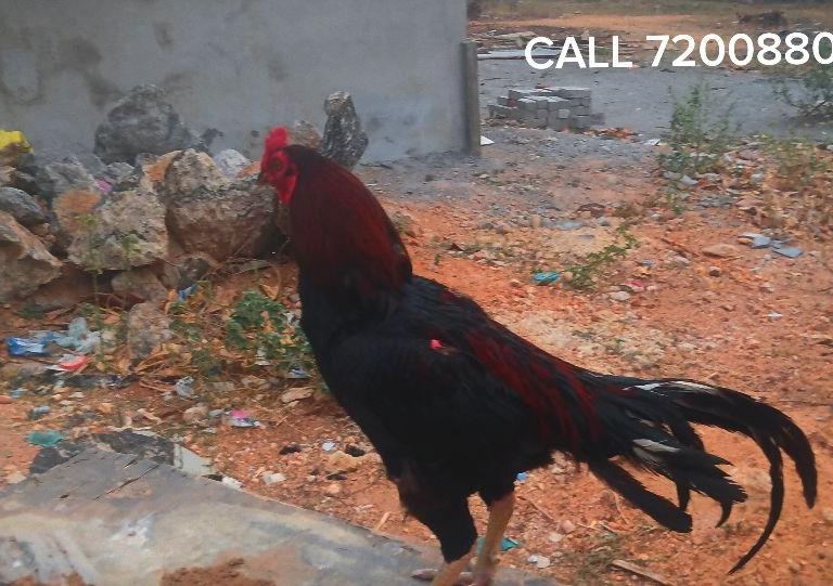 செங்கருப்பு