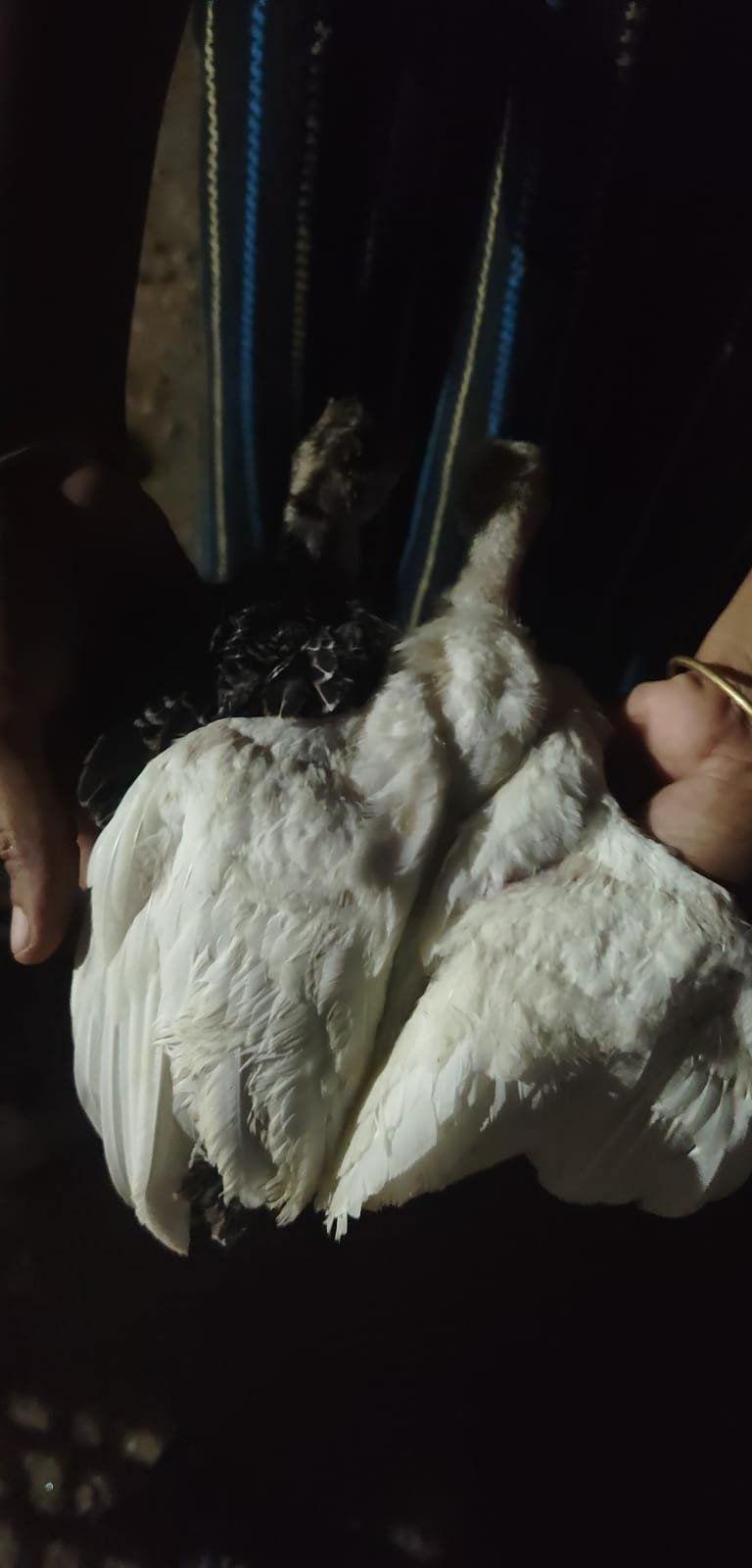 Turkey