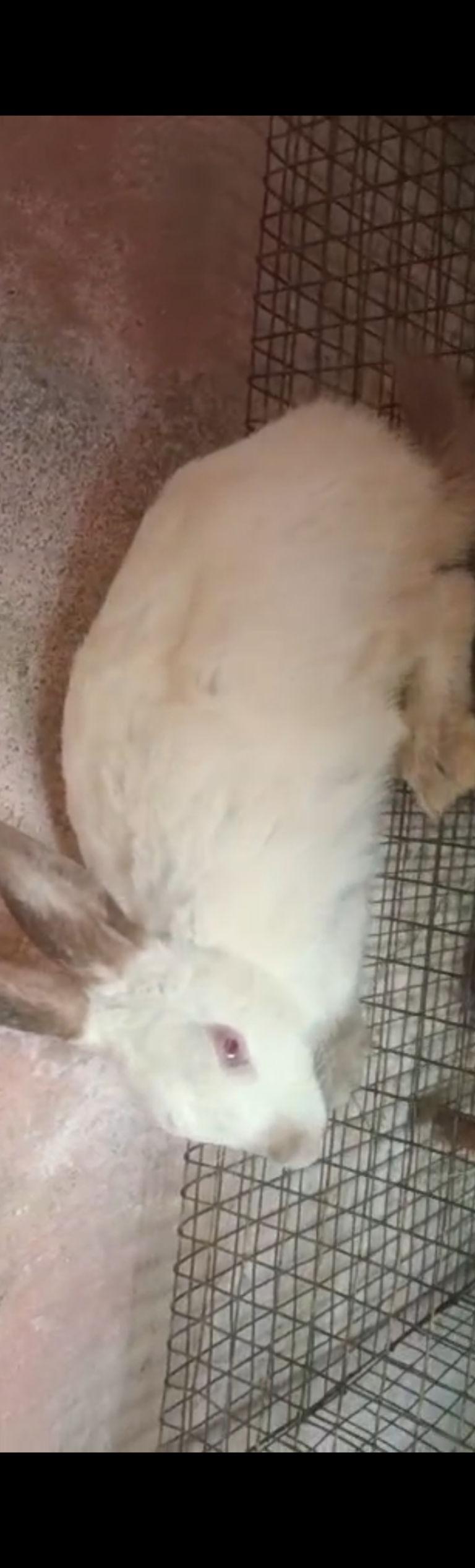 Californian Rabbit