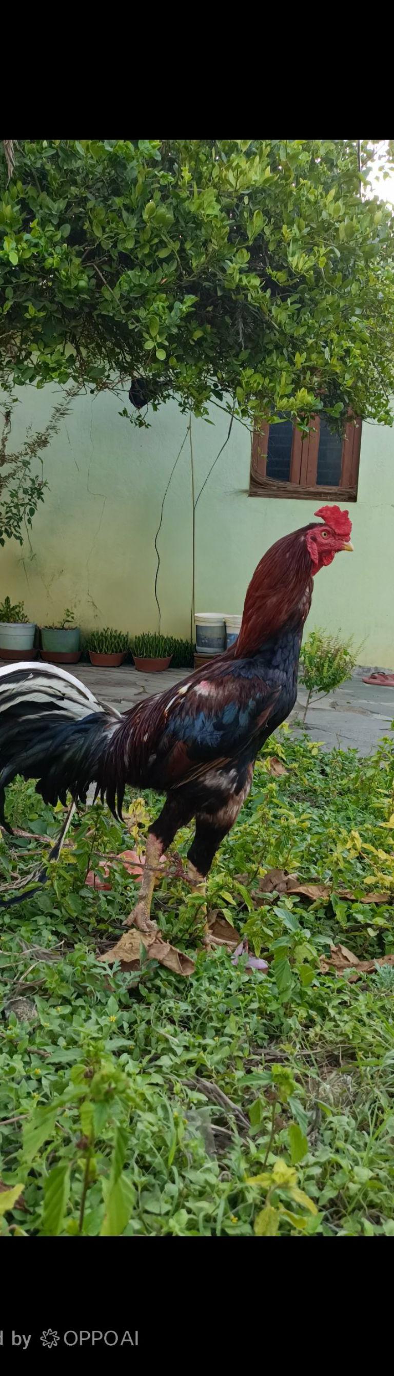 Peruvidai nattu Seval