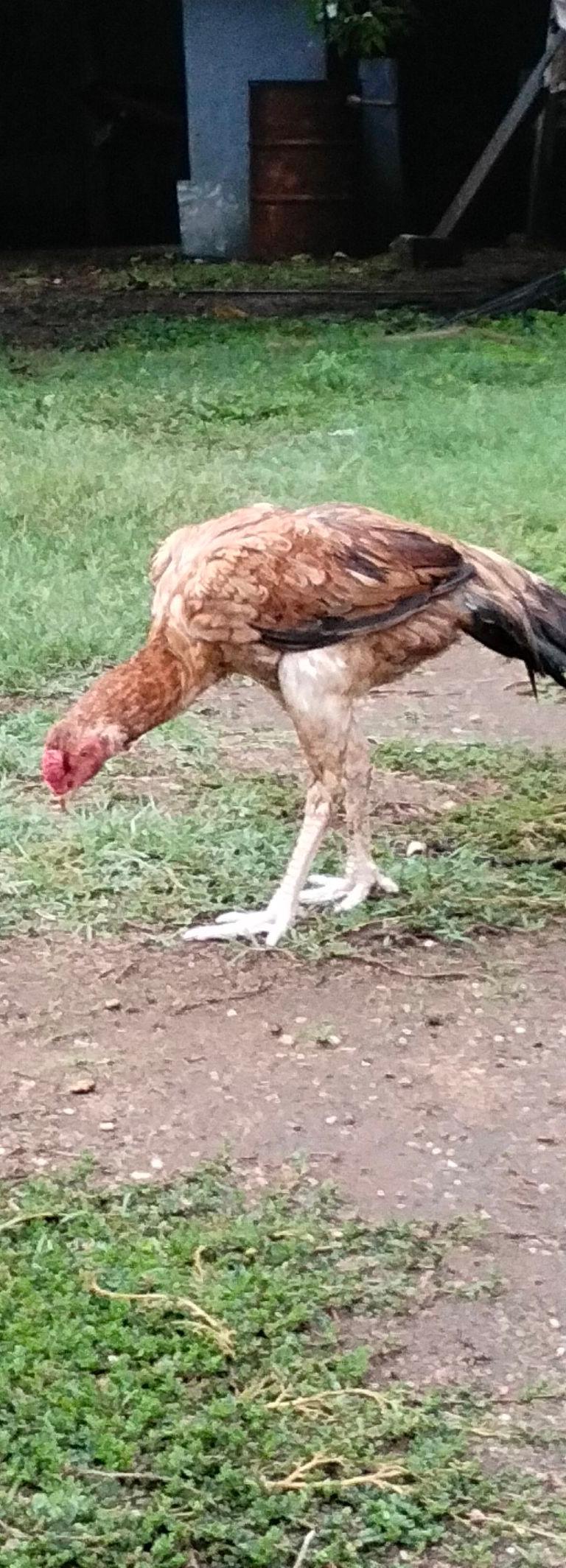 கோழி