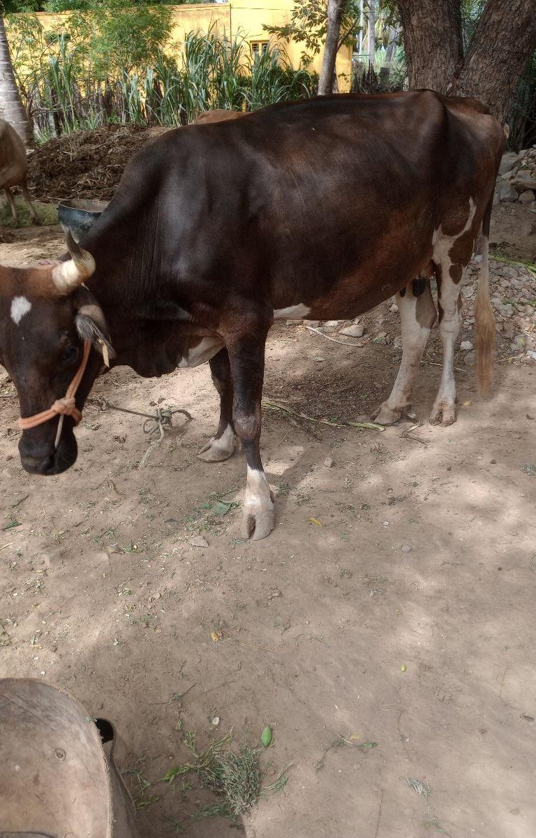 ஜெர்சி Hf