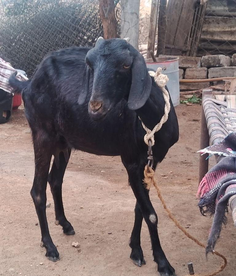 நாட்டு வெள்ளாடு