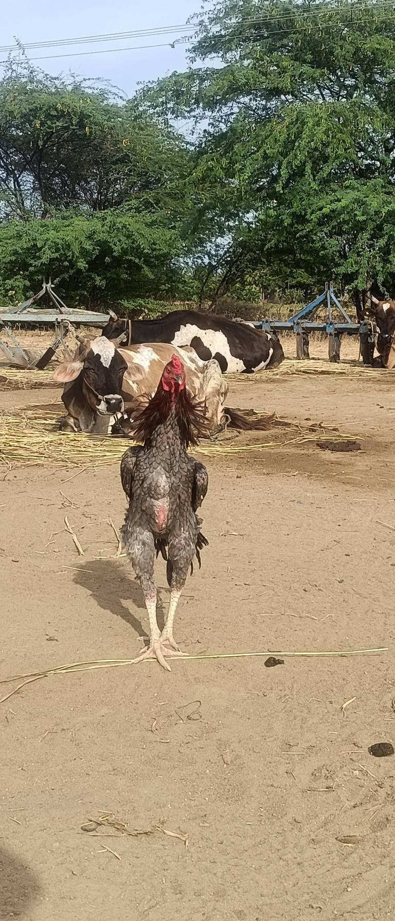 Sandai Seval