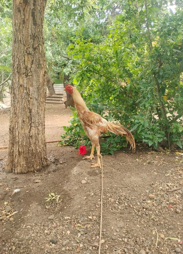 பூதி