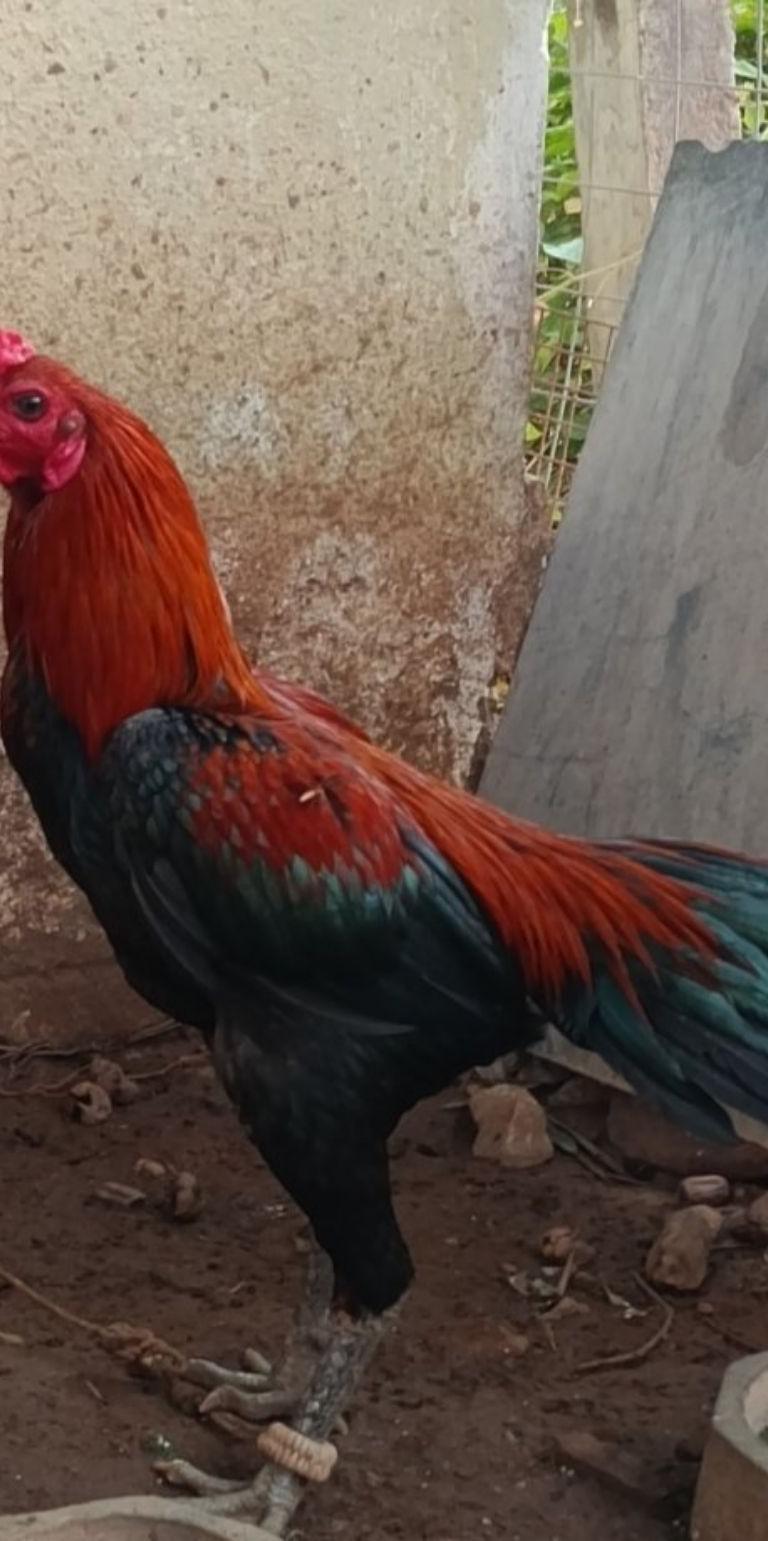 செங்கருப்பு