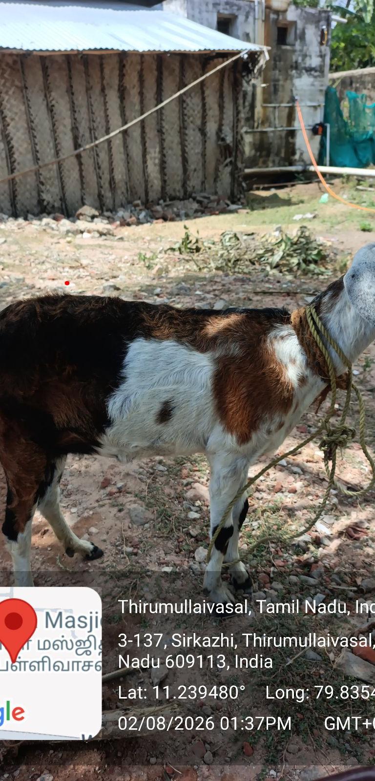 Goat