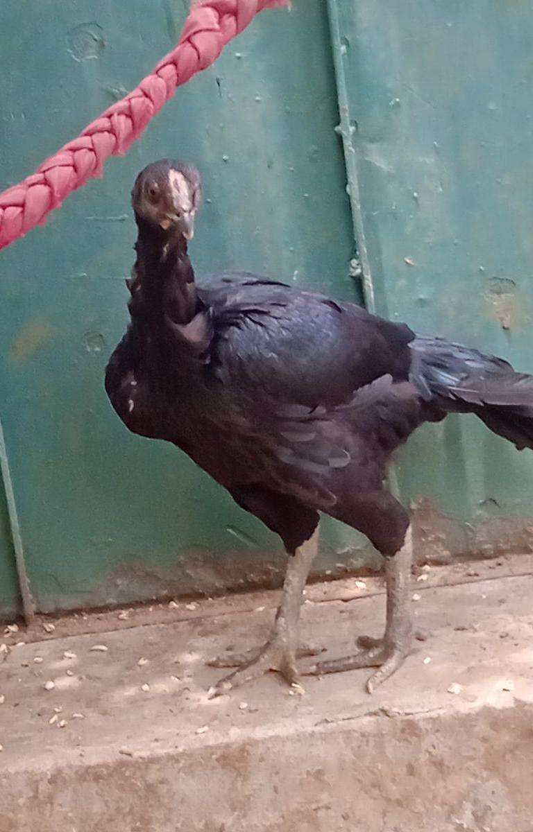 Lineage Kanni Pottai