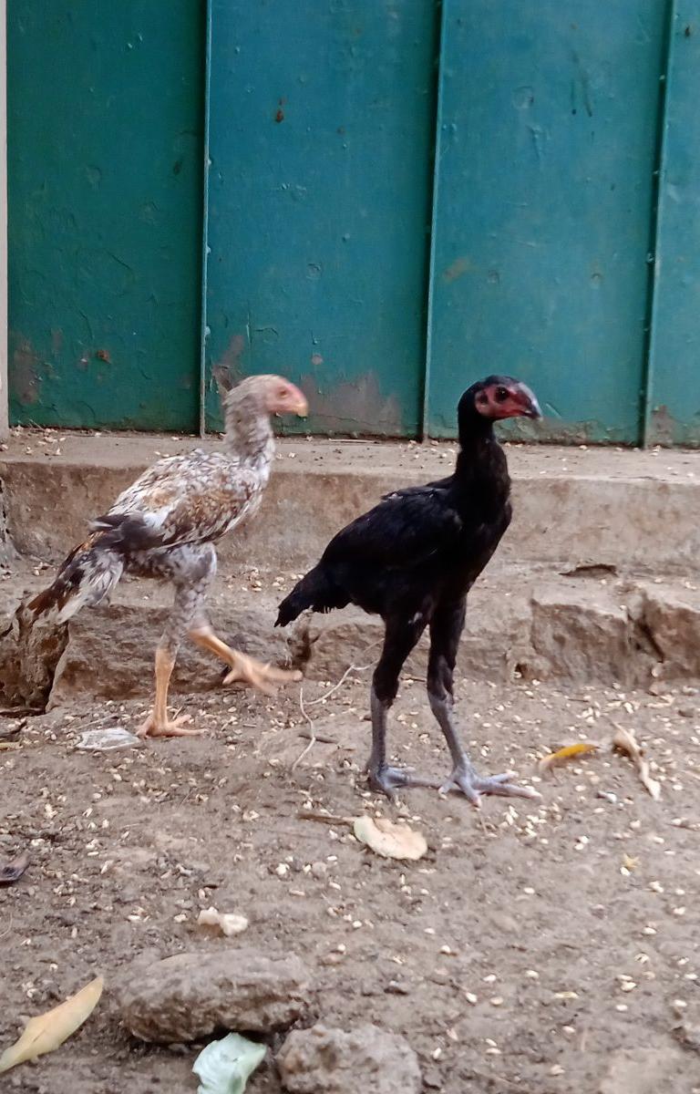 Good Lineage Pair