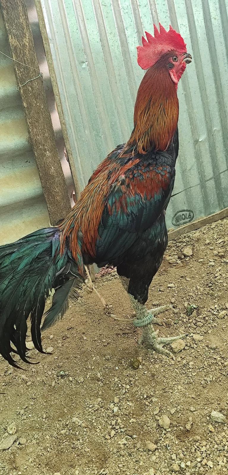 Pattakontai Masal Sengaruppu