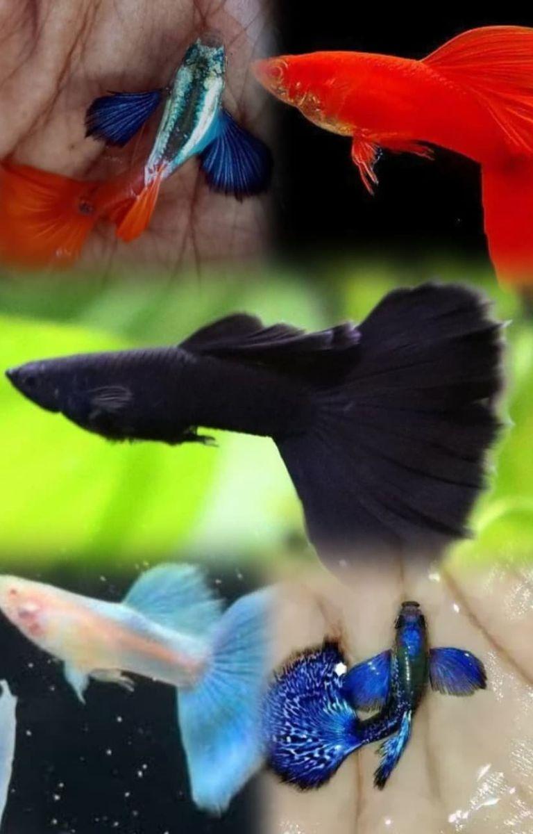 Imported Guppies