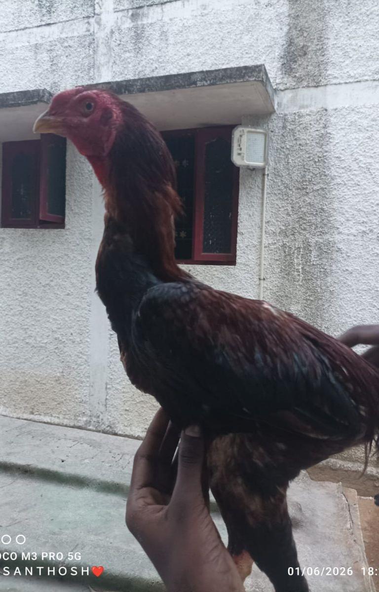 Sandakozhi