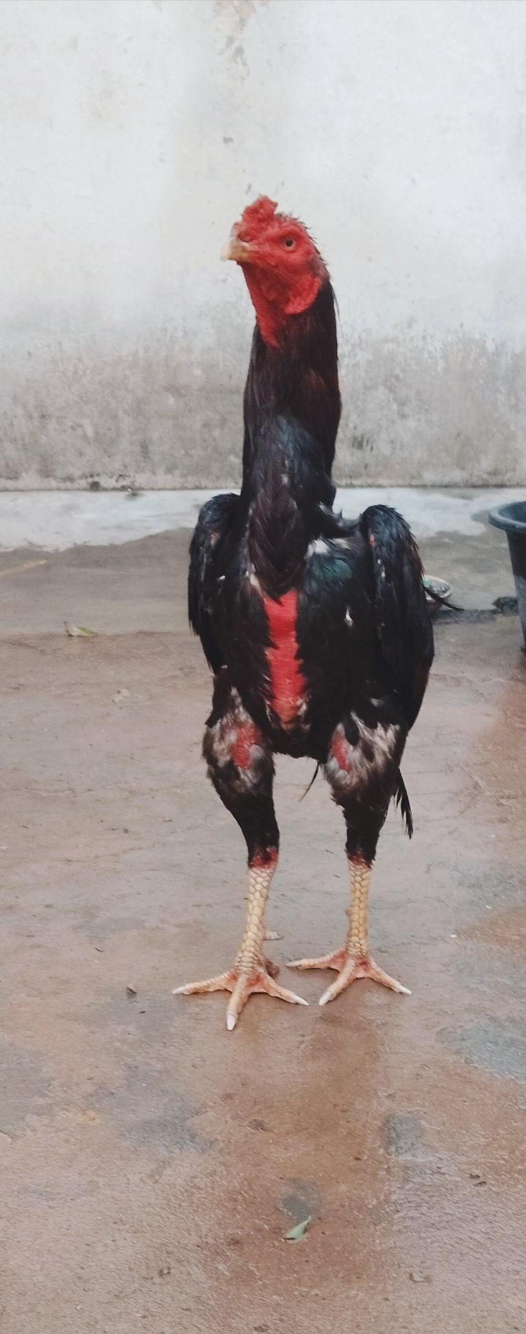 Sandai Seval