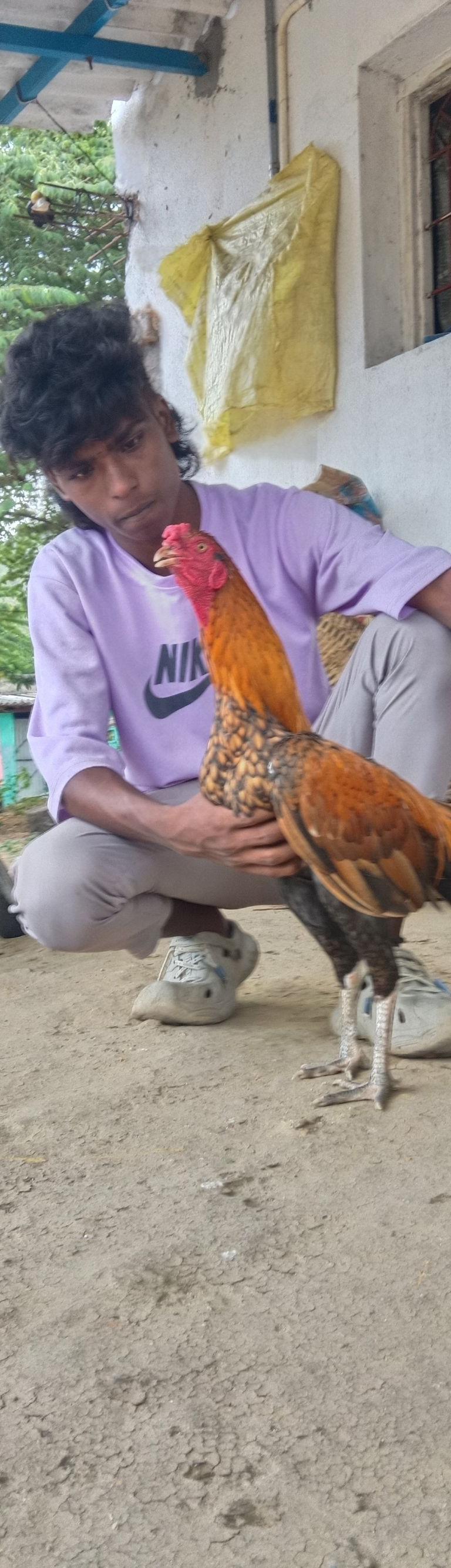 செங்கொடி