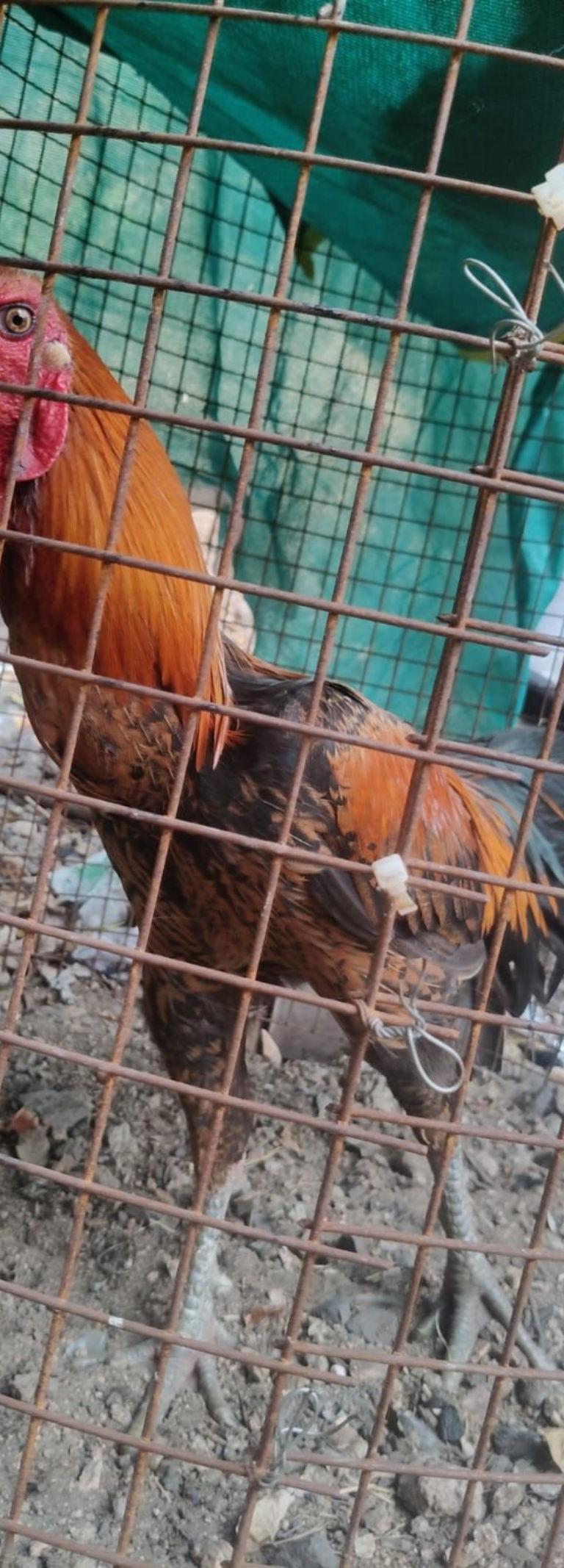 பெருவெடை பொண்ற காகம்