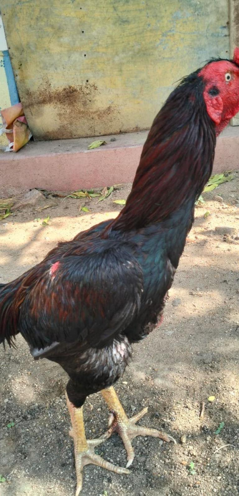 Sandai Savel Karunchavali