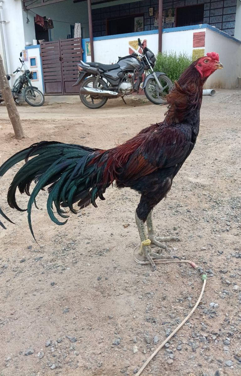 STANDING SET ...🐓