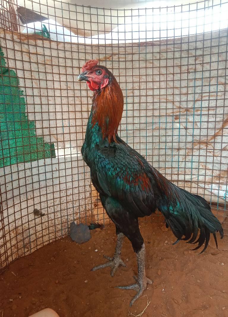 பெருவடைக்கட்டு சேவல்