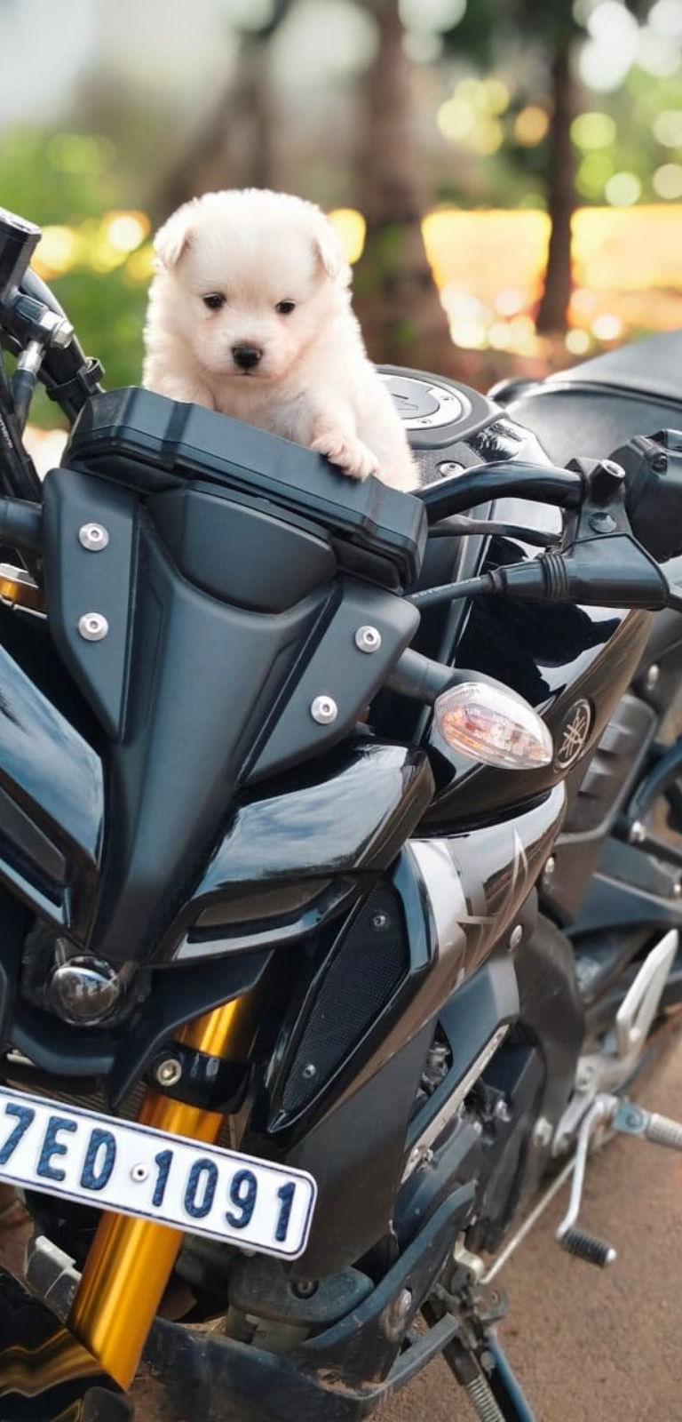 Pomeranian Puppy
