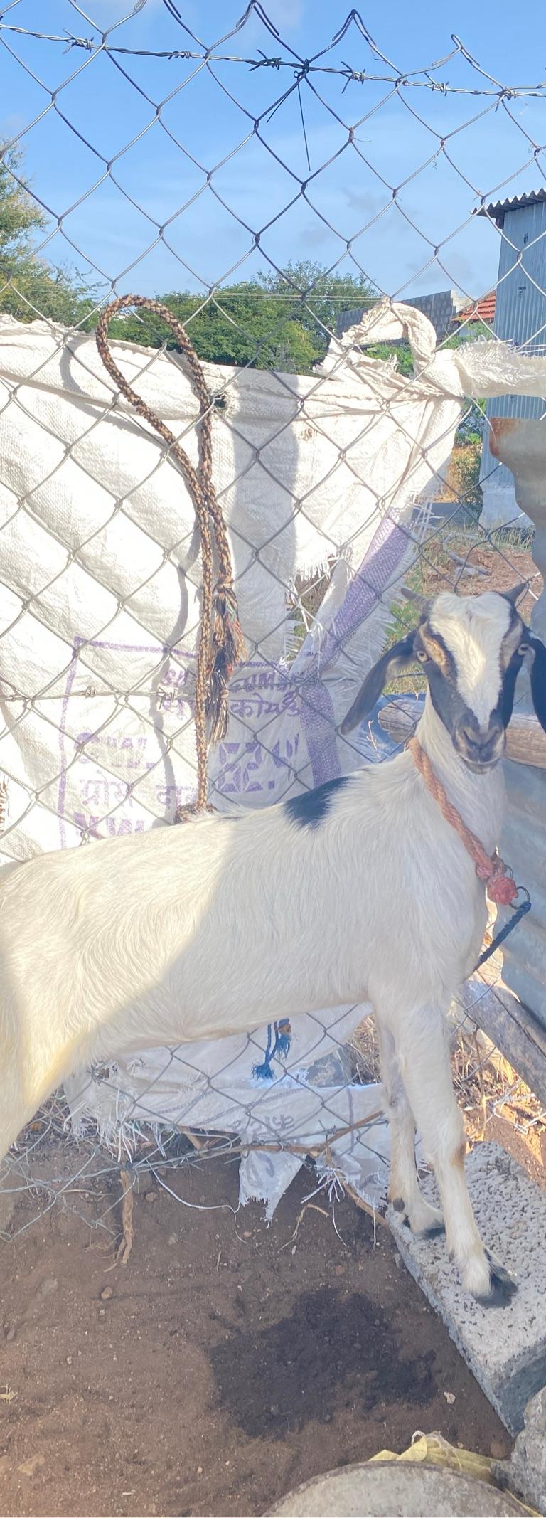Kanni Goat
