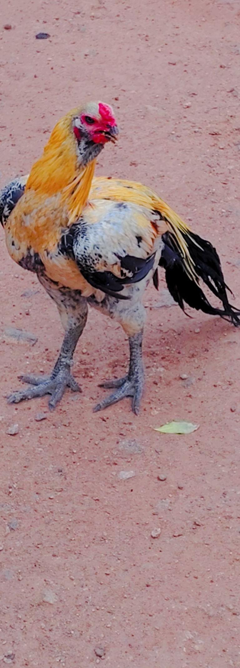 Kuvathadi Noolan Patta