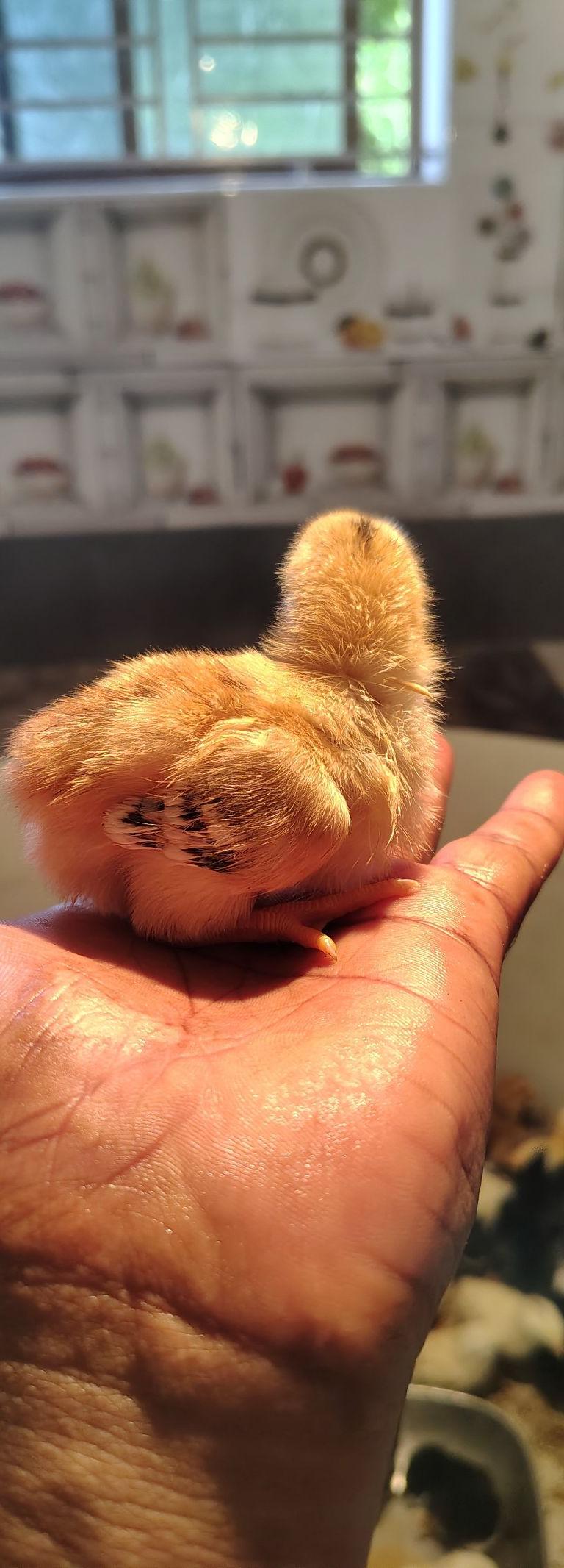 PeruVidai Chicks Available