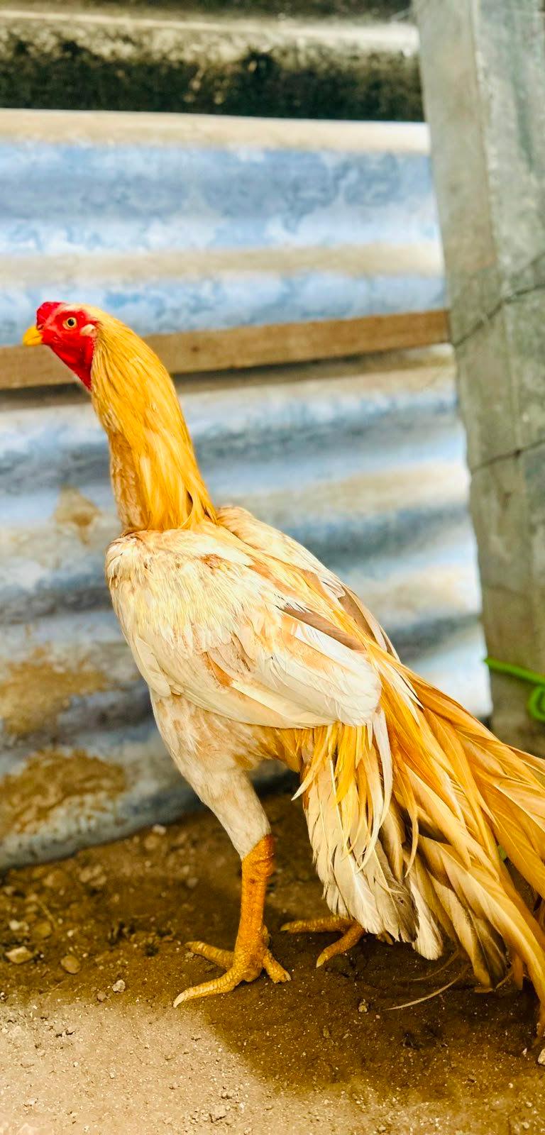 Roosters