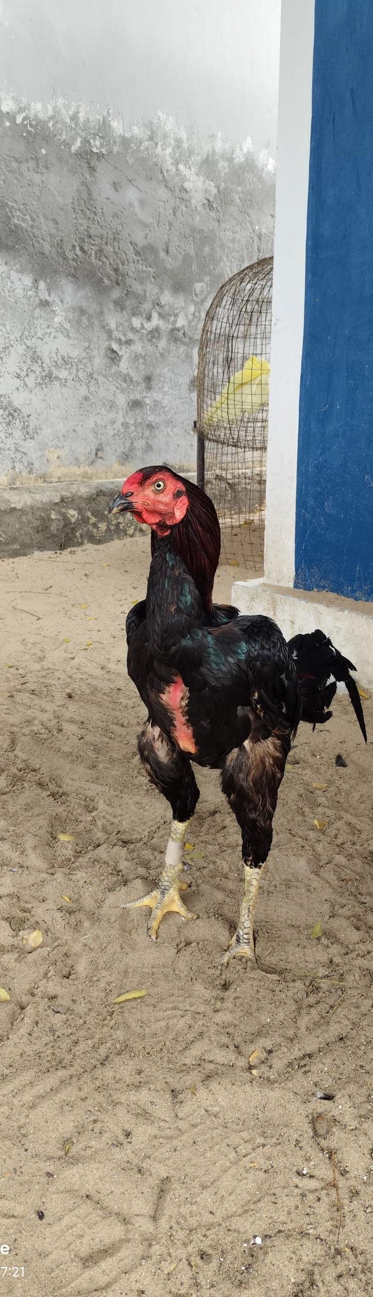 Bhimavaram Breed