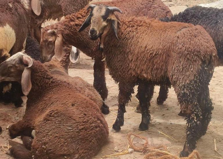 Sindanoor Breed