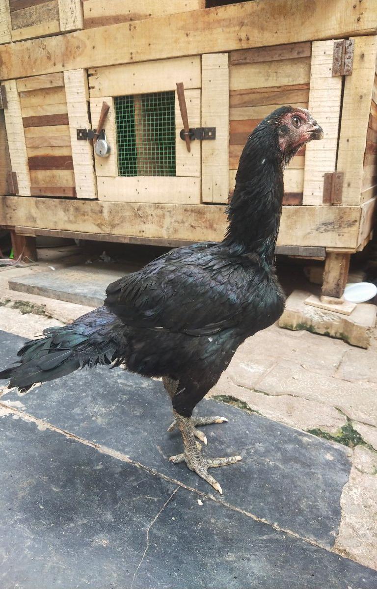 Peruvidai