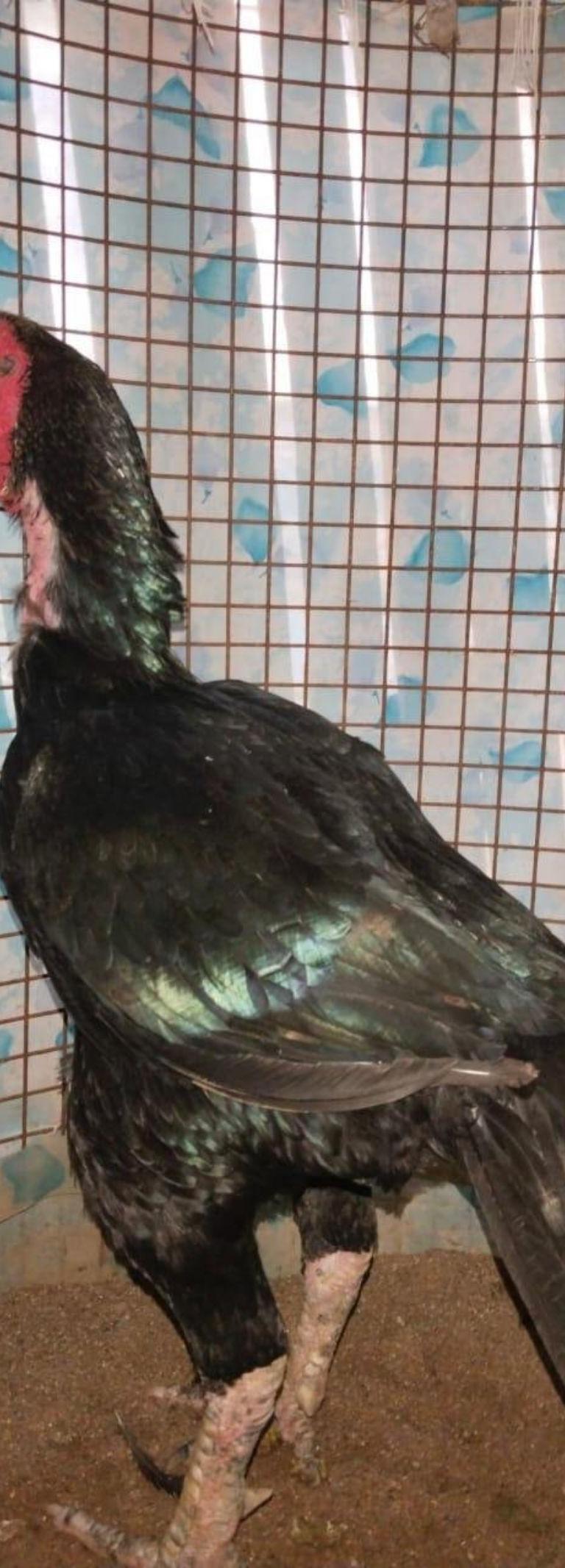 மணிகண்டன் மயில்