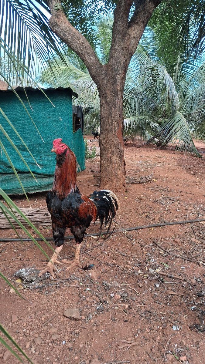 Koovathaadi Sengaruppu