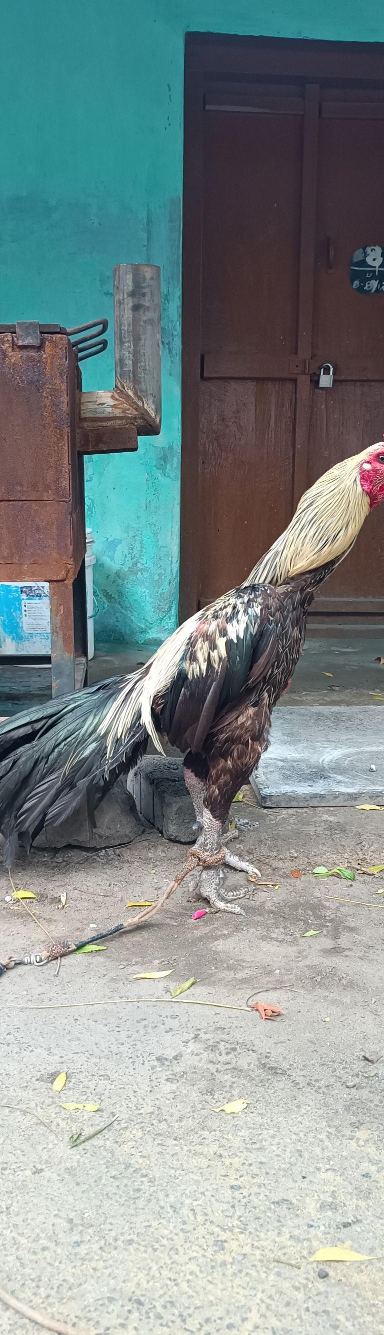 Saravellakal Karumul Mayil