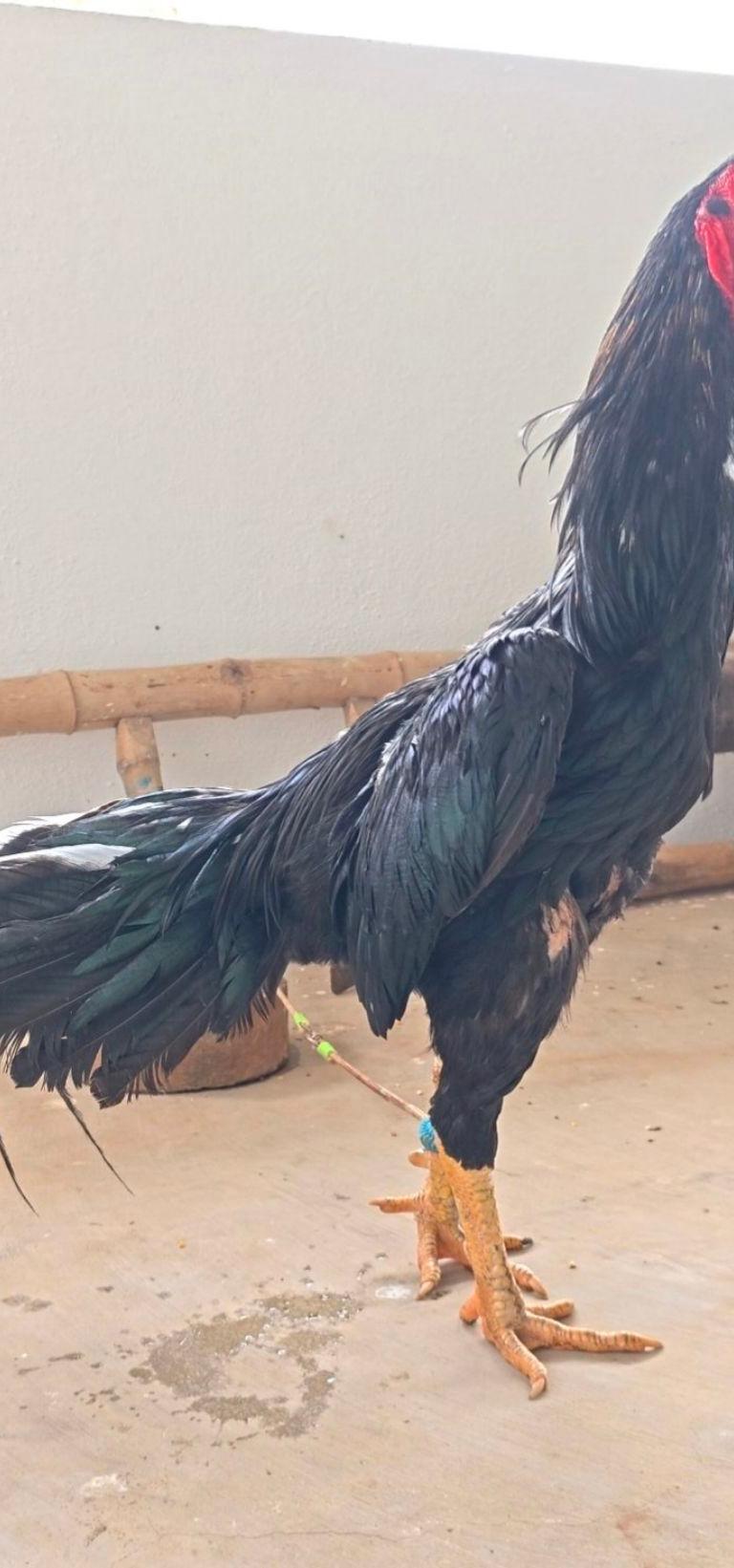கருப்பு சேவல்