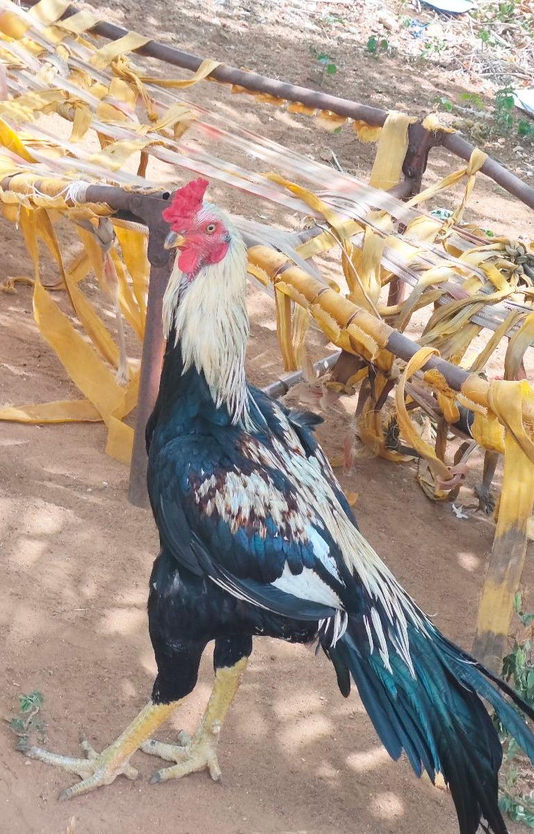 Katthi Kattu Vallurr