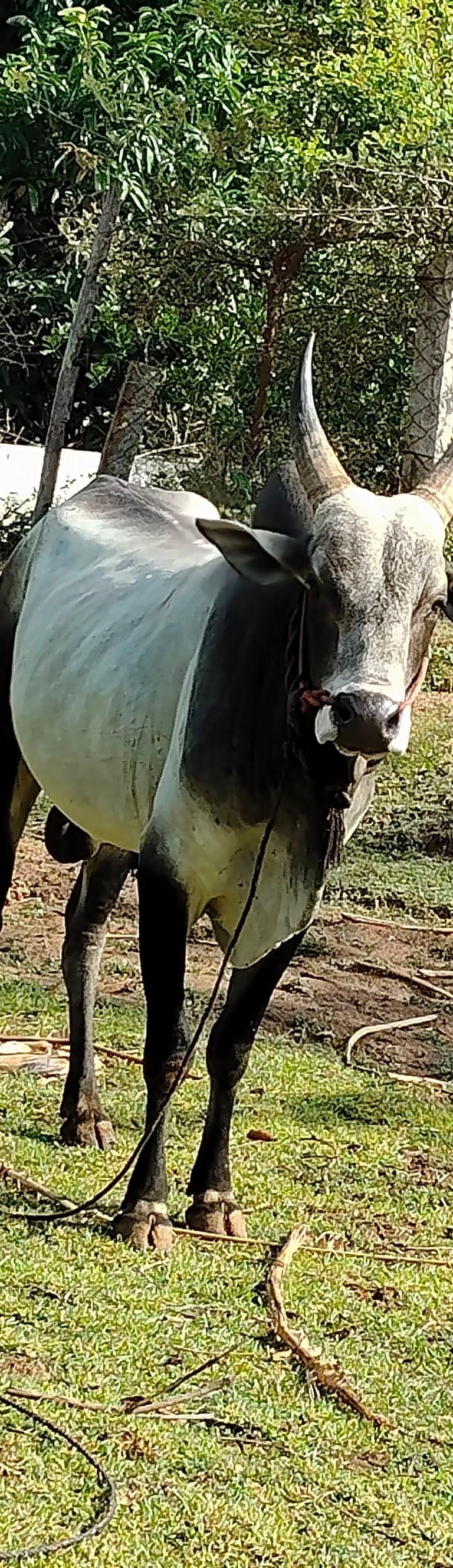 Kannavaram Keras
