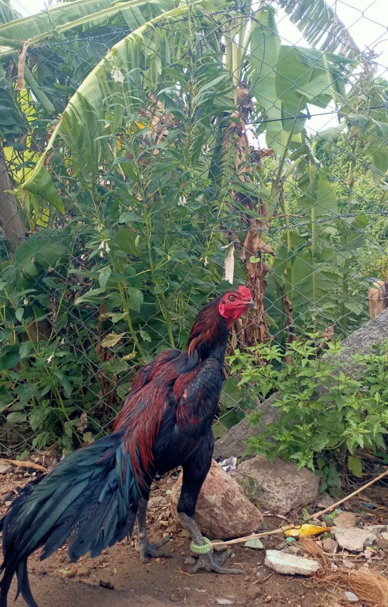 செங்கருப்பு சேவல்