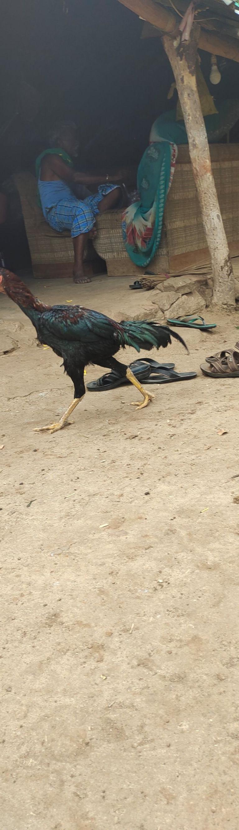 பெருவிடை சேவல்