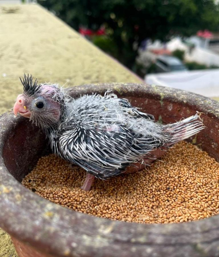 Cocktail Gray