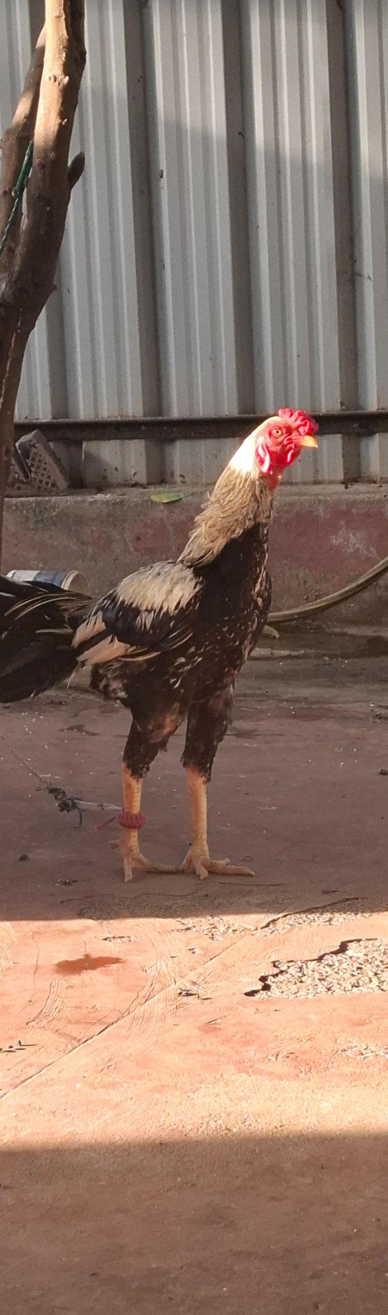 சேவல் நூலன்