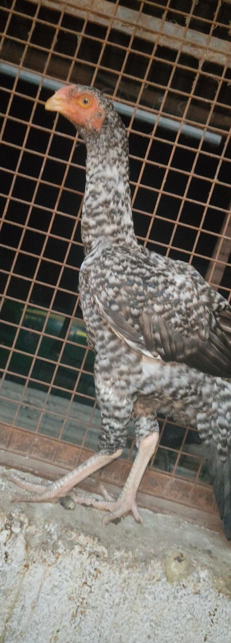 peruvidai