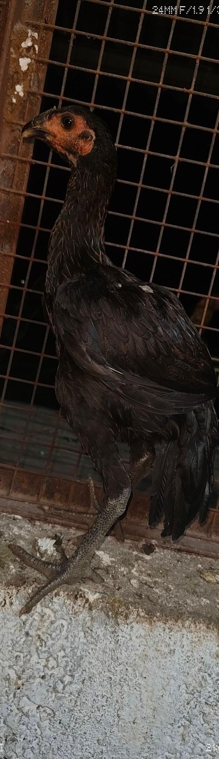 Hen