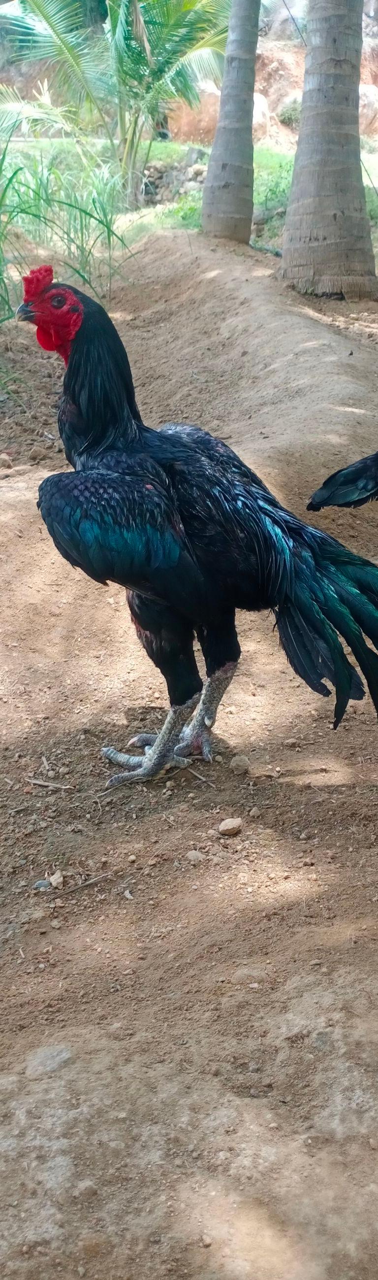 Sengkaruppu