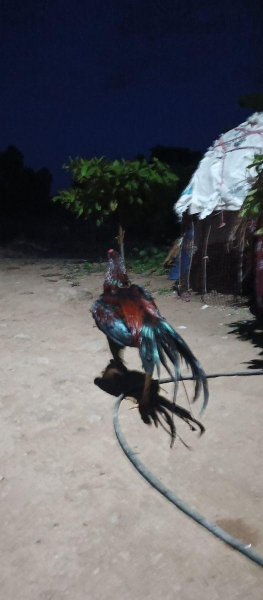 SENGARUPU KAGAM