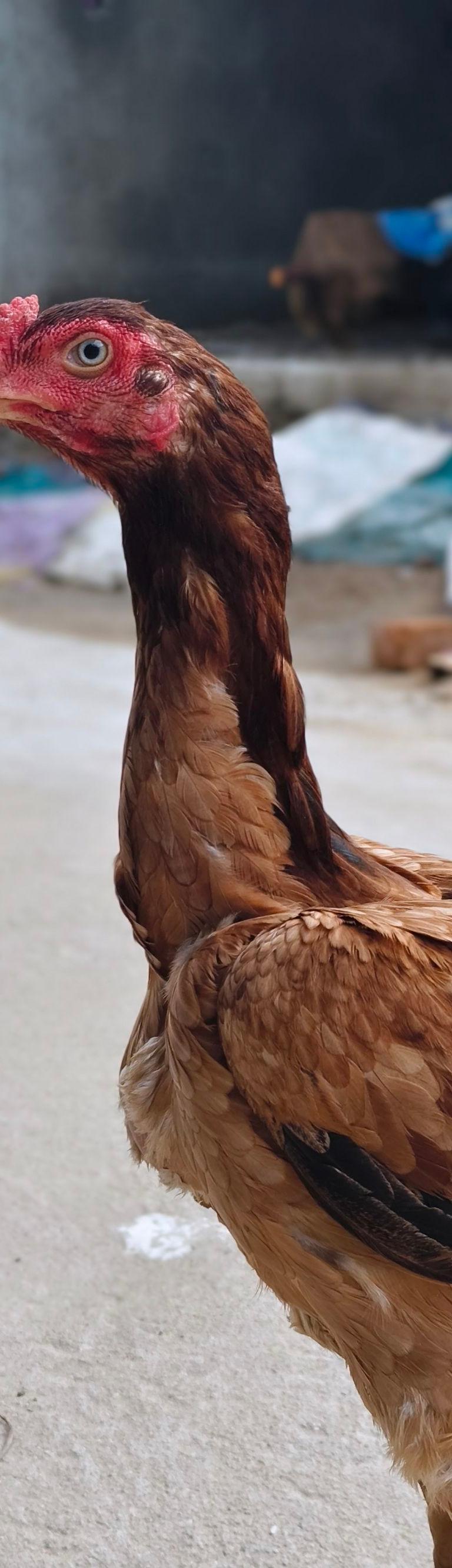 கோழி