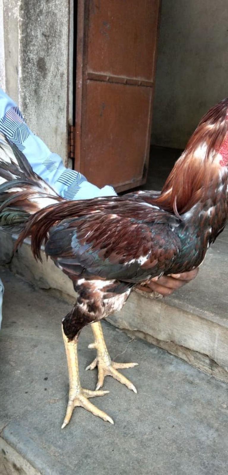 யாகூத்