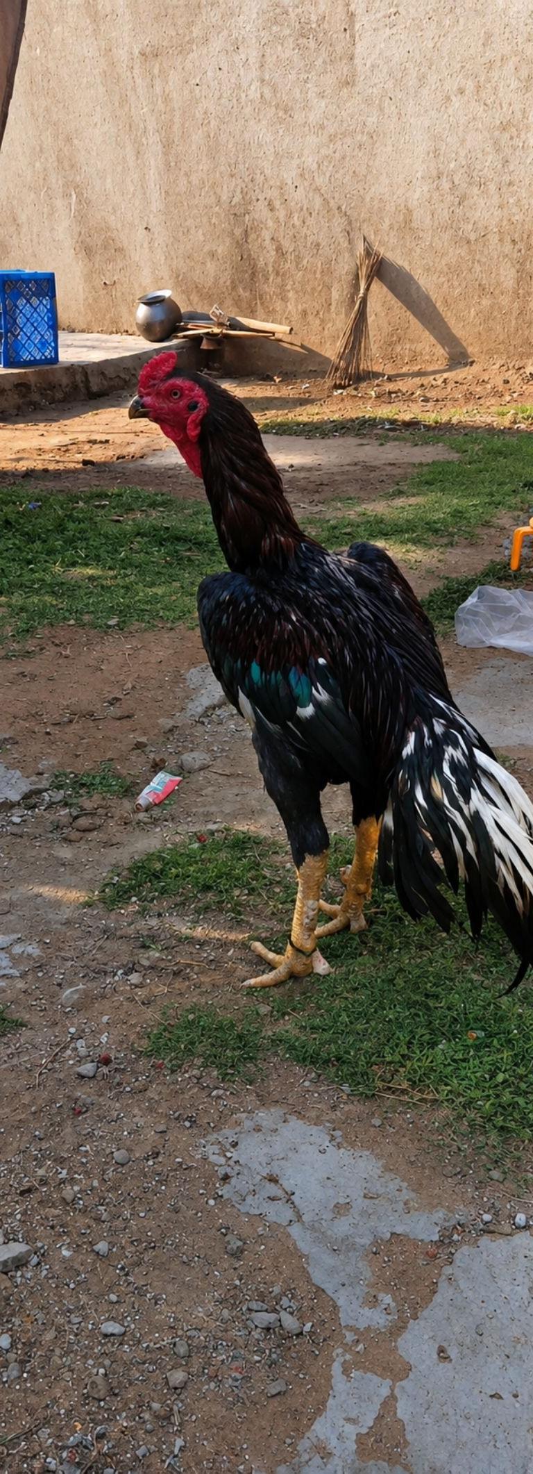 வெத்துக்கால் சேவல்  Breeder