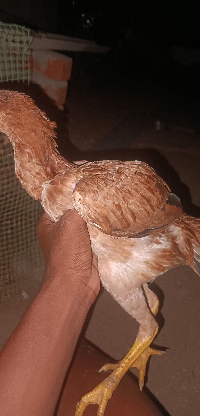 வெத்துக்கால் Females