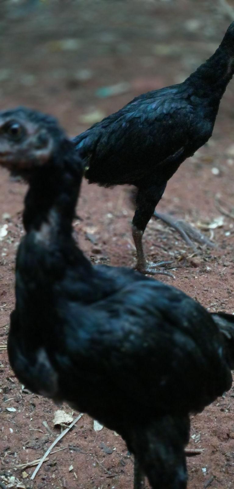 நாட்டு கோழி குஞ்சிகள்